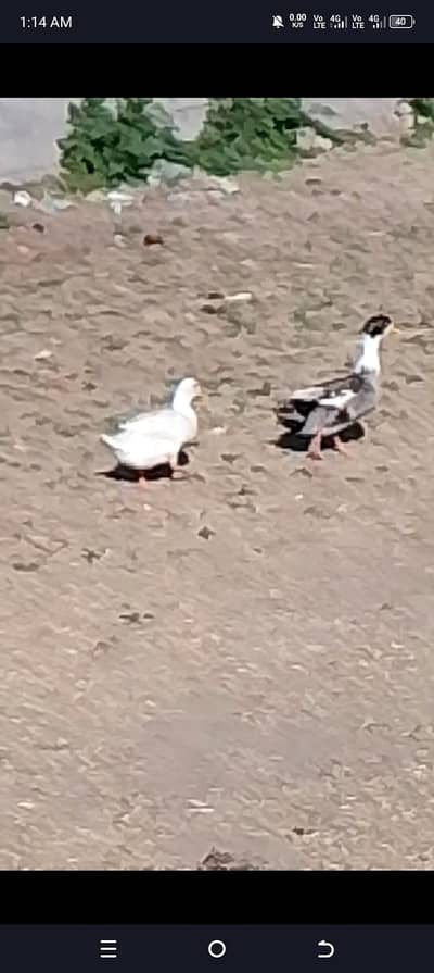 Desi ducks 8 chicks and Breeder pair