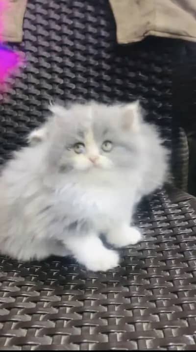 Persian kittens triple coat pair  for sale contact whatsap 03272449066