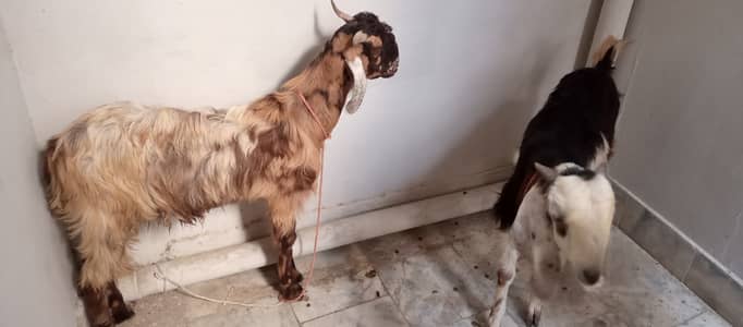 2 dant kassi 2 bakre jori