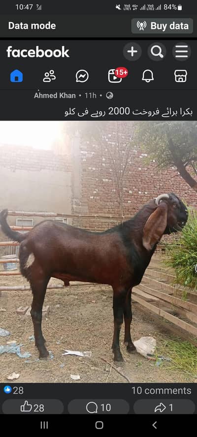 Bakra For Qurbani 2026