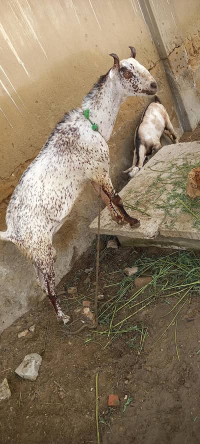Bakra For Qurbani 2026