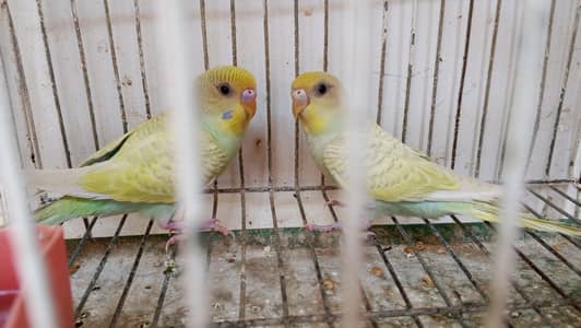 Australian parrot