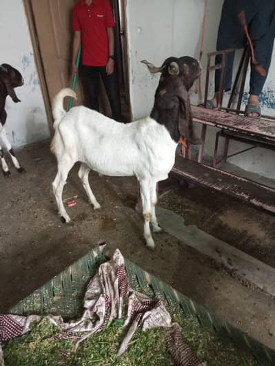 Bakra for sale