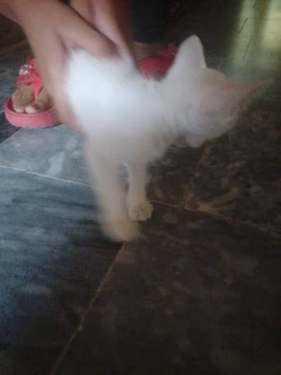 White Persian Cat with Green Eyes for Sale.