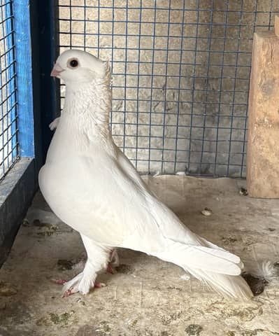 Sentinent Pigeon