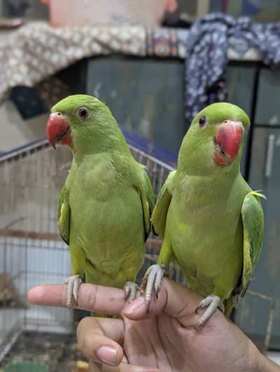 hand tamed Green ringneck