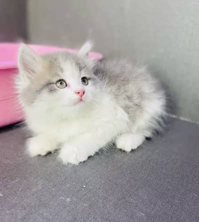 Persian kittens triple coat pair  for sale contact whatsap 03272449066
