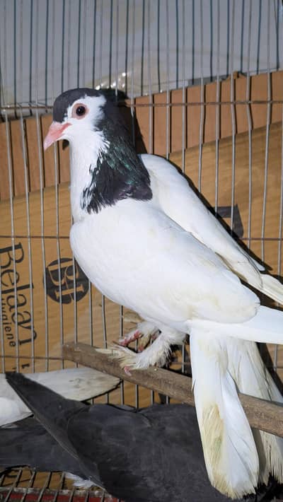 kabutar urgent sale