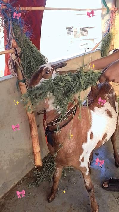 dumbay and bakra home palai
