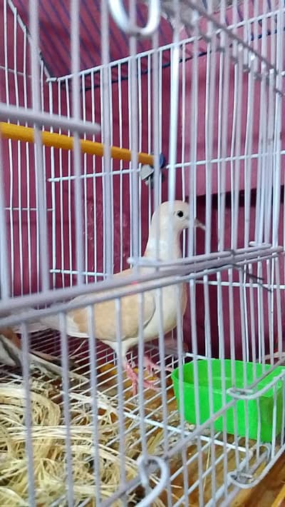 breeder pair hai