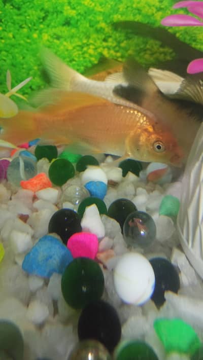 Gold fish