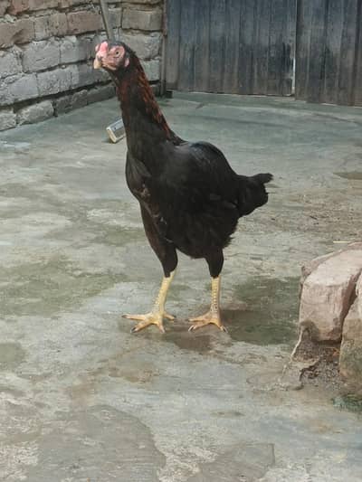 shamo murgi