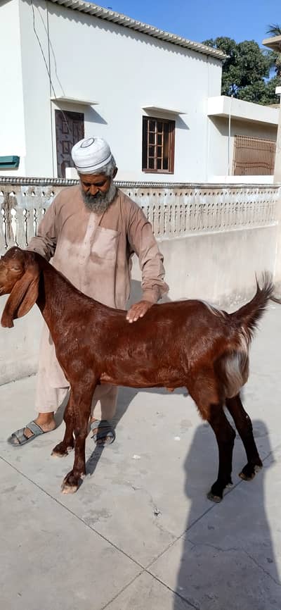 Bakry qurabni ke liye available hen