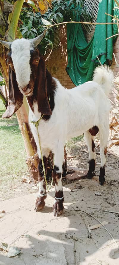 Andu Bakra 2 Danth for sale