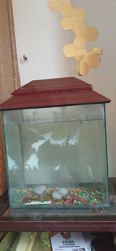 fish aquraum
