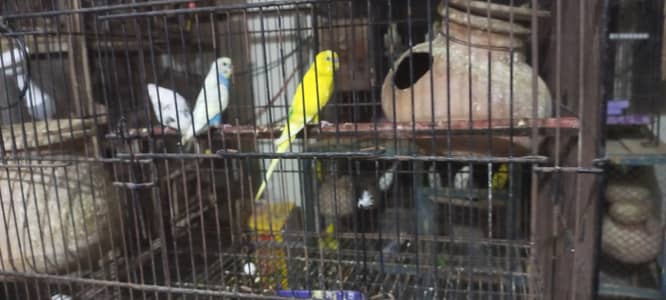 Budgies 12 pair