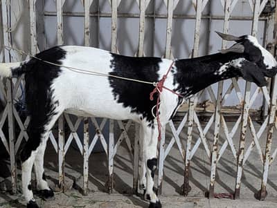 Bakra for sale