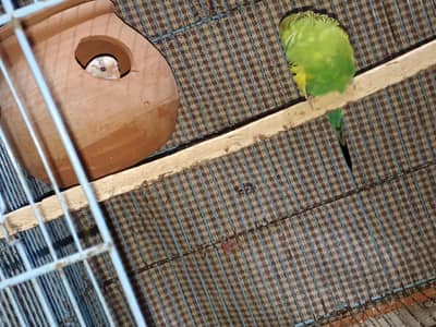 Breeder pair budggies available Australian