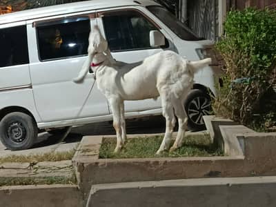 Goat for qurbani available