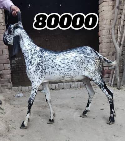 Bakry aur aik path sale k liye