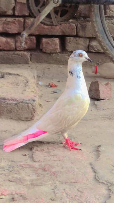 Pigeon
