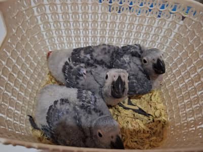3 Grey chicks
