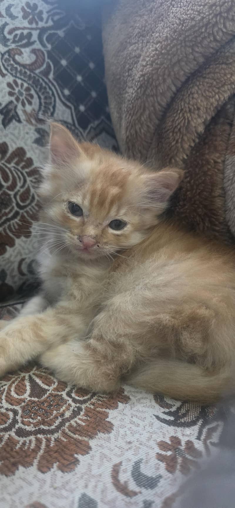 kitten 0