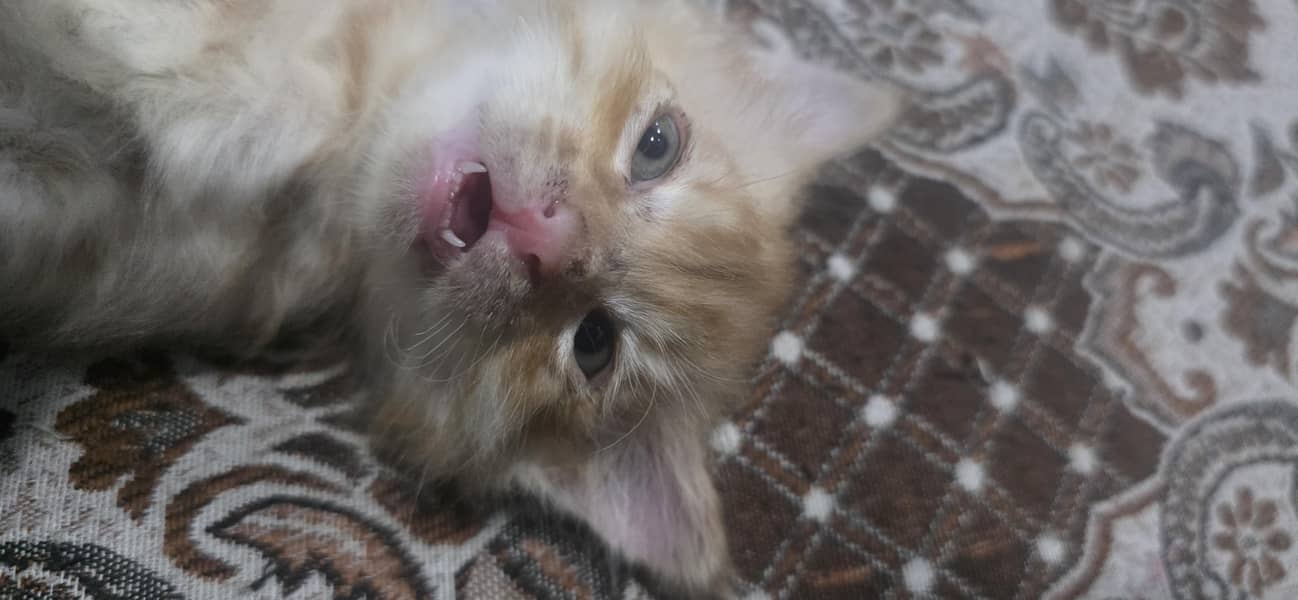 kitten 1