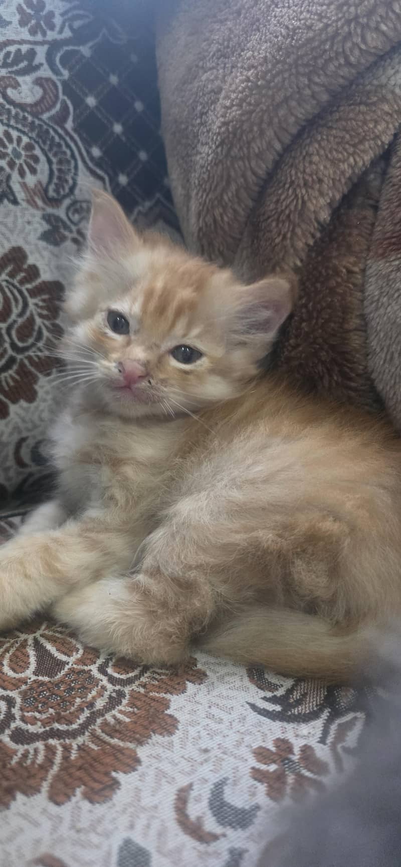 kitten 2