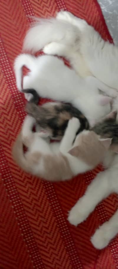 3 cute Persian kitten for sale