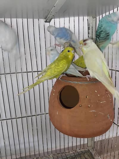 Budgies parrots Australian parrots