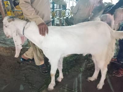 bakra