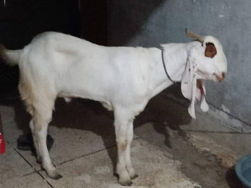 bakra 1