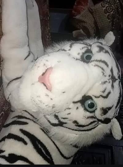 Big size tiger