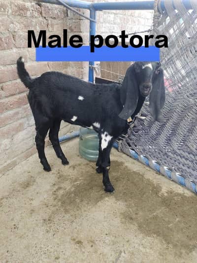 bital Bakra crossing path & 6patora