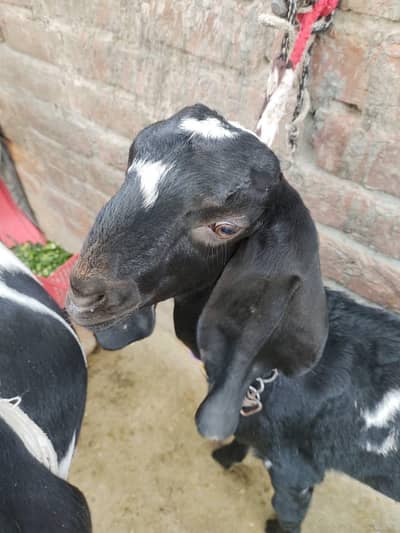 bital Bakra crossing path & 6patora