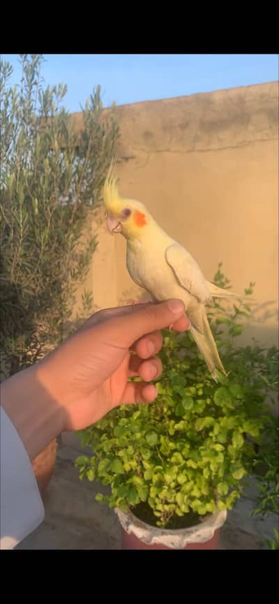 Hand tame cocktail
