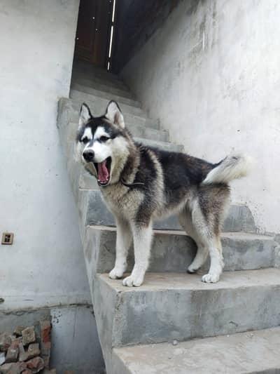Alaskan Husky Female Puppy for Sale – Friendly, Energetic & Beautiful