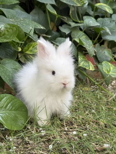 Lion head angoora bunnies available for sale