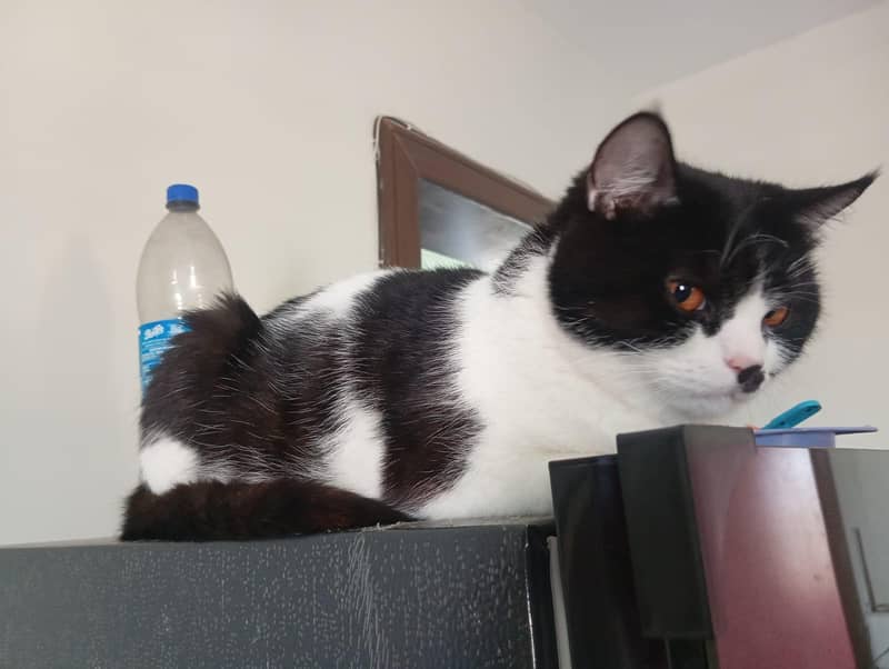 cat. . . 0