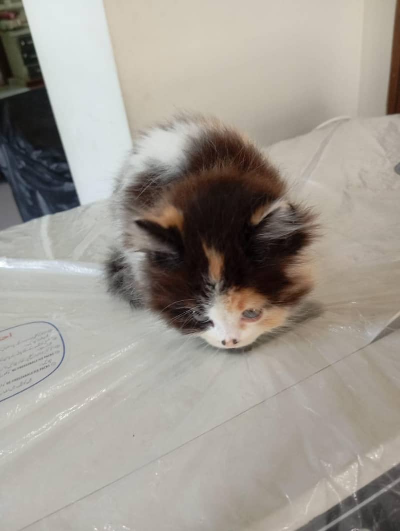 cat. . . 1
