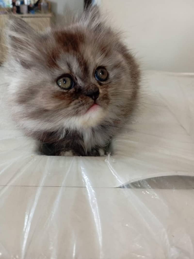cat. . . 2