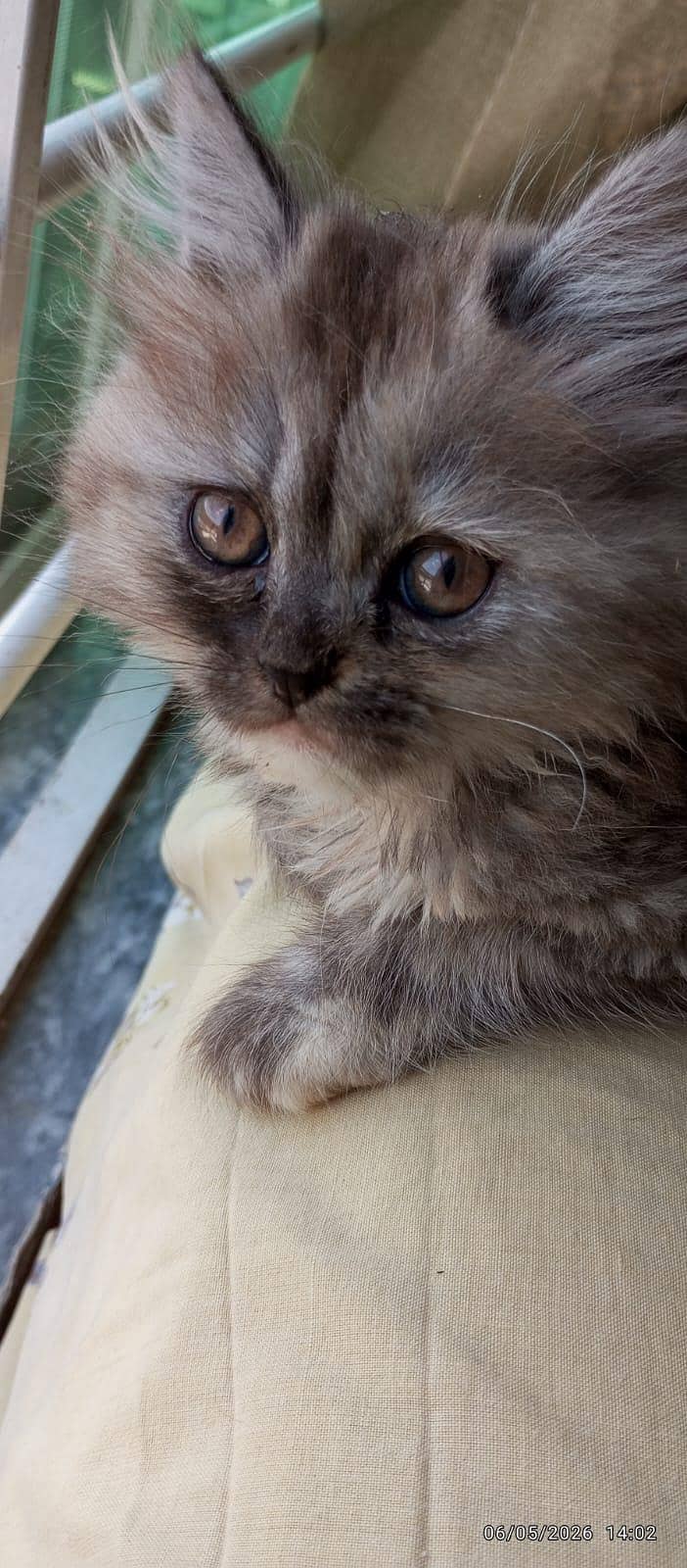 cat. . . 3