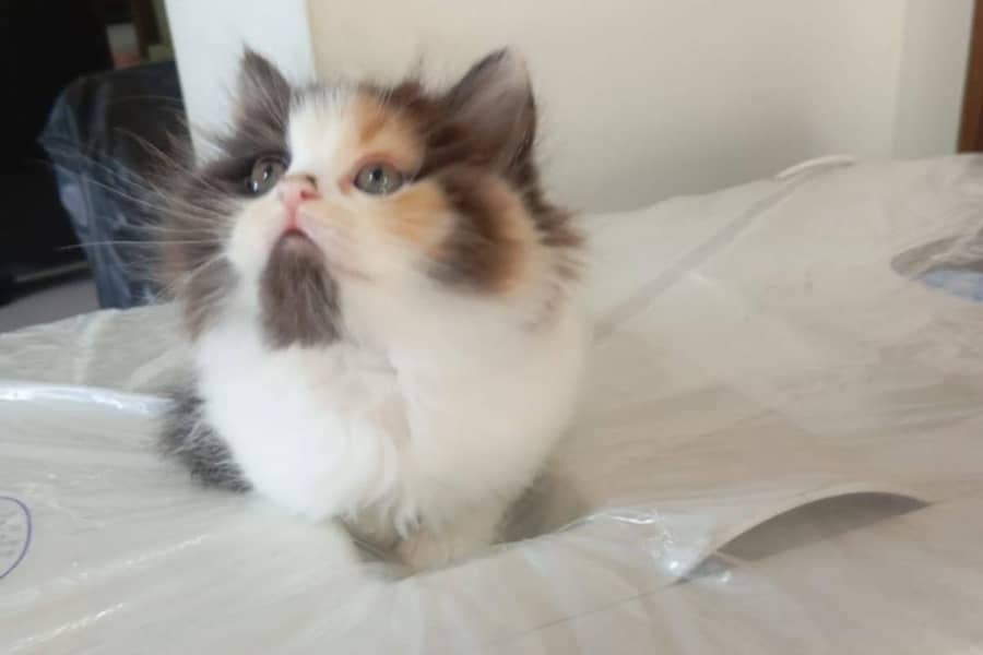 cat. . . 4