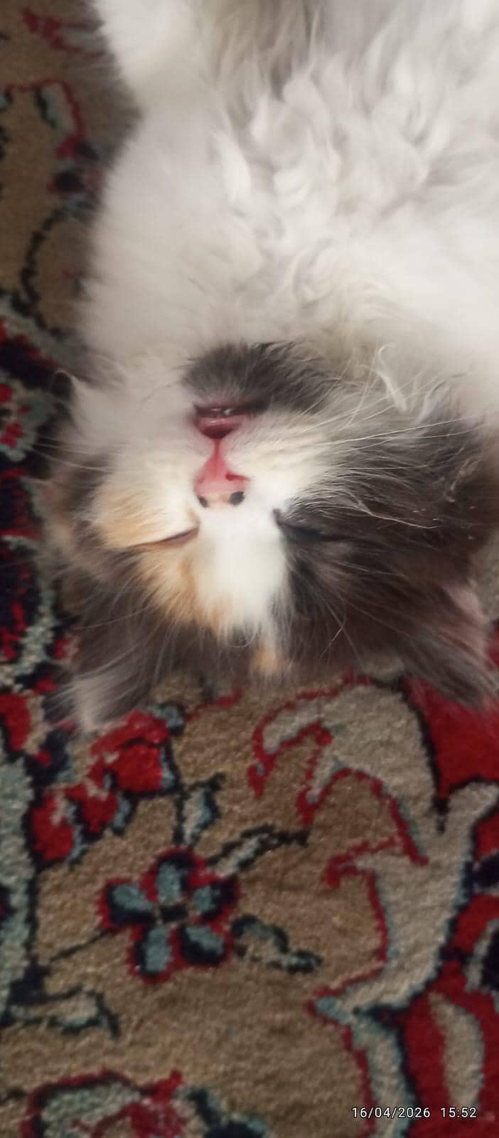 cat. . . 5