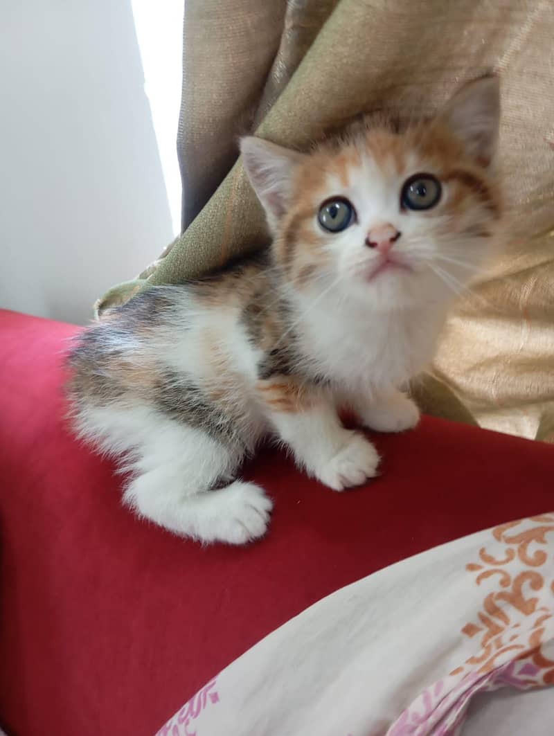 cat. . . 6