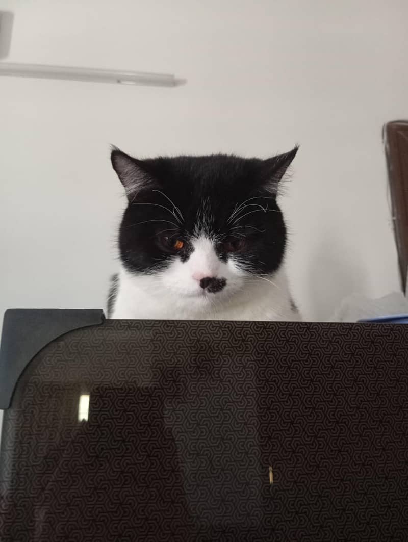 cat. . . 7