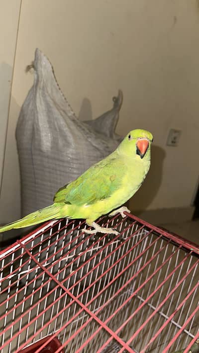 Ringneck babyy parrot