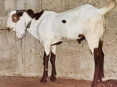 Bakra goat for sell