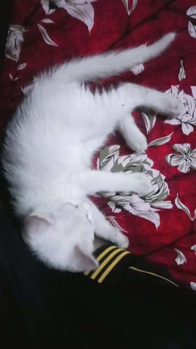 female cat white color